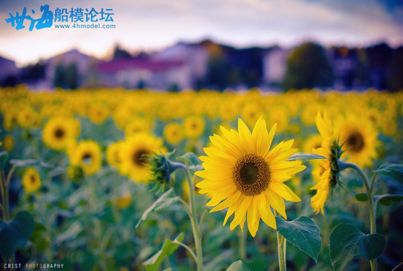 Field of Sunflowers.jpg