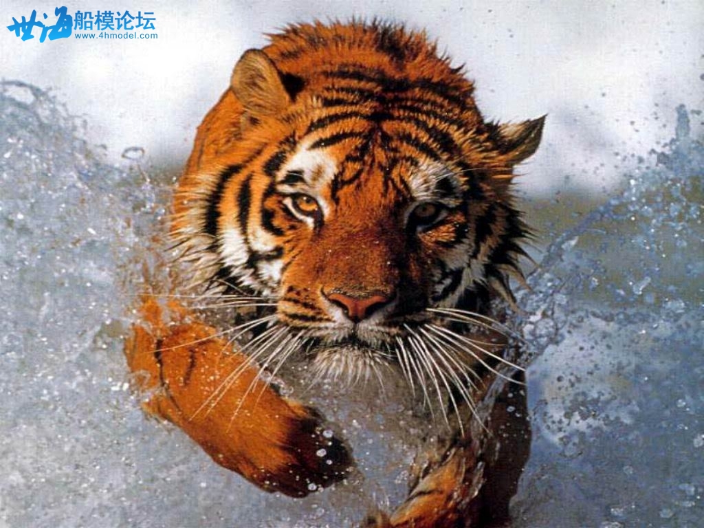 bathing_tiger.jpg