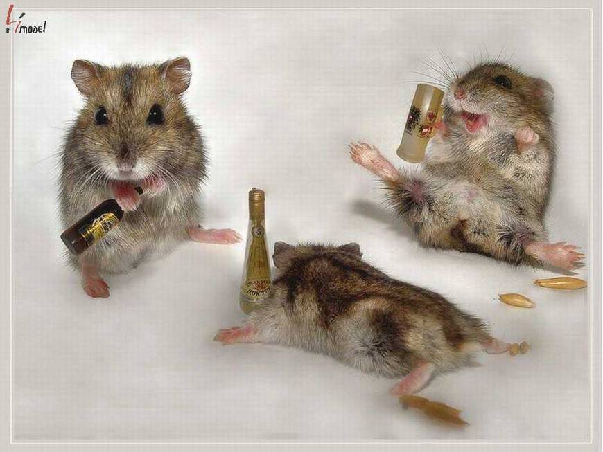 Drunk-Mice-animal-humor-1993688-1024-768.jpg